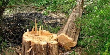 নীলফামারীতে রাতের অন্ধকারে রাস্তার গাছ কাটার অভিযোগ উঠেছে নুরুন্নবীর বিরুদ্ধে 