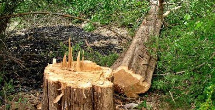 নীলফামারীতে রাতের অন্ধকারে রাস্তার গাছ কাটার অভিযোগ উঠেছে নুরুন্নবীর বিরুদ্ধে