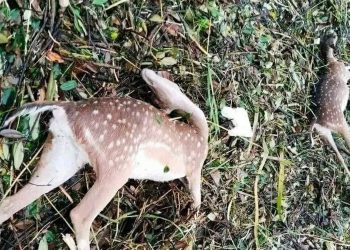 সুন্দরবনে ২৬ মৃত হরিণ ও ৮টি জীবিত হরিণ উদ্ধার।