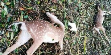 সুন্দরবনে ২৬ মৃত হরিণ ও ৮টি জীবিত হরিণ উদ্ধার।