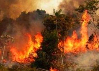 বাগেরহাটে সুন্দরবনে গহীনে ভয়াবহ অগ্নিকান্ড।