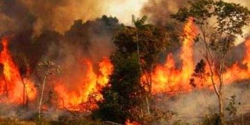 বাগেরহাটে সুন্দরবনে গহীনে ভয়াবহ অগ্নিকান্ড।