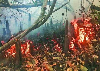 আগুন নেভানোর আপ্রাণ চেষ্টা,এখনো পুড়ছে সুন্দরবন।