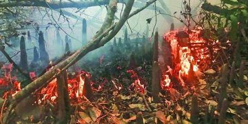 আগুন নেভানোর আপ্রাণ চেষ্টা,এখনো পুড়ছে সুন্দরবন।