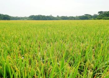 মানিকগঞ্জের মাঠ জুড়ে দোল খাচ্ছে সোনালী ধানের শীষ।