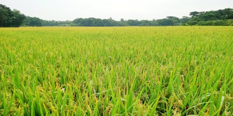 মানিকগঞ্জের মাঠ জুড়ে দোল খাচ্ছে সোনালী ধানের শীষ।