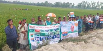 পঞ্চগড়ে নতুন জাতের ধান নিয়ে মাঠ দিবস অনুষ্ঠিত।