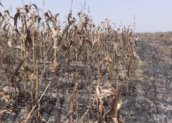 বগুড়া শেরপুরে আগুনে পুড়লো পঁচিশ বিঘা জমির গাছ ও ভুট্টা, পাশে দাঁড়ালেন ইউএনও।