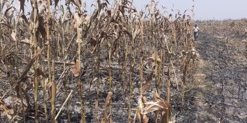 বগুড়া শেরপুরে আগুনে পুড়লো পঁচিশ বিঘা জমির গাছ ও ভুট্টা, পাশে দাঁড়ালেন ইউএনও।