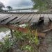 বাগেরহাট মোরেলগঞ্জে জীবনের ঝুৃঁকি নিয়ে ভাঙা কাঠের পুল দিয়ে পার হচ্ছে ।