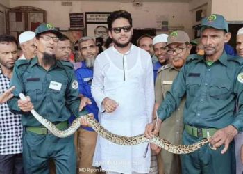 মোড়লগঞ্জে মুরগির ঘর থেকে ৭ ফুট লম্বা অজগর উদ্ধার।