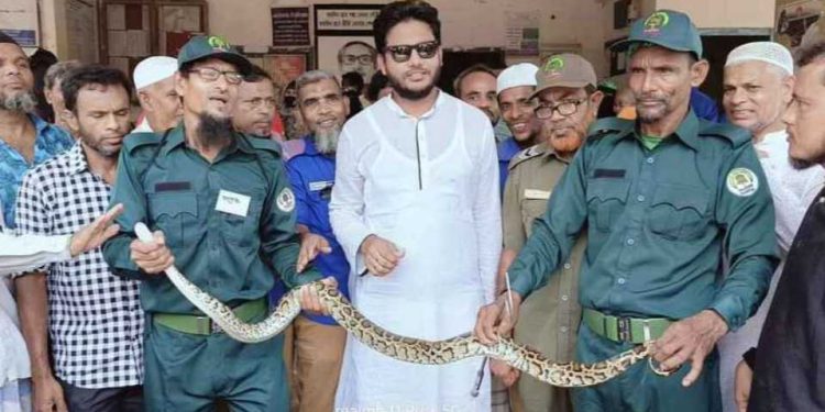 মোড়লগঞ্জে মুরগির ঘর থেকে ৭ ফুট লম্বা অজগর উদ্ধার।