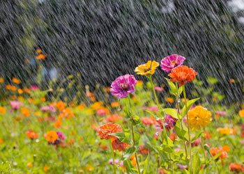 তাপমাত্রা কমে প্রশমিত উত্তাপ;সারাদেশে স্বস্তি।