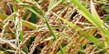 রংপুর অঞ্চলে সুগন্ধি ধান চাষে নিরব বিপ্লব ।