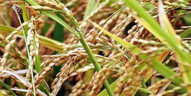 রংপুর অঞ্চলে সুগন্ধি ধান চাষে নিরব বিপ্লব ।