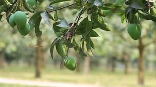 রংপুরে টানা তাপপ্রবাহে হাঁড়িভাঙা আমের ফলন কমার আশঙ্কা ।
