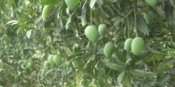 রংপুরে হাড়িভাঙ্গা আমে স্বপ্ন বুনছেন চাষিরা ।