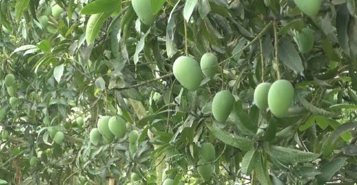 রংপুরে হাড়িভাঙ্গা আমে স্বপ্ন বুনছেন চাষিরা ।