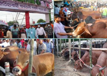 পবিত্র ঈদুল আজহা উপলক্ষে জমে উঠেছে পশুর হাট।