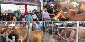 পবিত্র ঈদুল আজহা উপলক্ষে জমে উঠেছে পশুর হাট।
