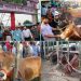 পবিত্র ঈদুল আজহা উপলক্ষে জমে উঠেছে পশুর হাট।