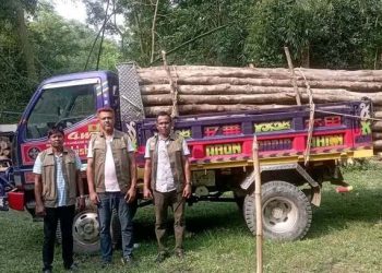 লামা ডাম্পারসহ সেগুন গাছের বল্লি জব্দ করেছেন বন বিভাগ।