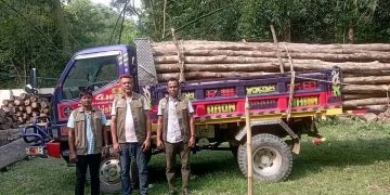 লামা ডাম্পারসহ সেগুন গাছের বল্লি জব্দ করেছেন বন বিভাগ।
