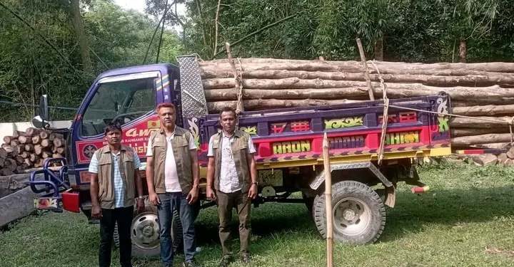 লামা ডাম্পারসহ সেগুন গাছের বল্লি জব্দ করেছেন বন বিভাগ।