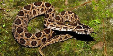 খুলনায়ও ছড়িয়ে পড়েছে রাসেল ভাইপার আতঙ্ক! 