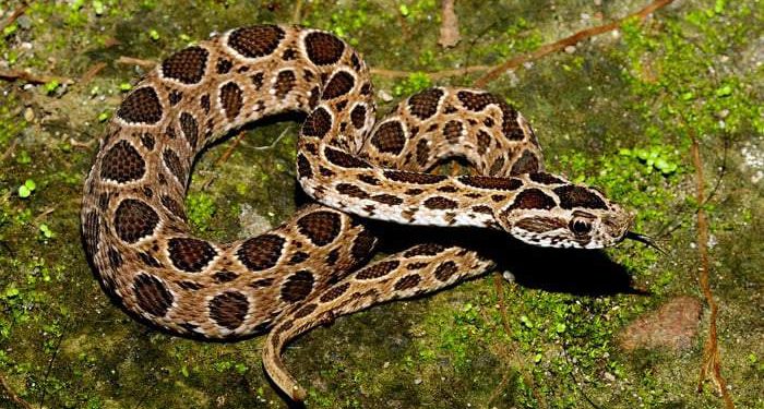 খুলনায়ও ছড়িয়ে পড়েছে রাসেল ভাইপার আতঙ্ক!