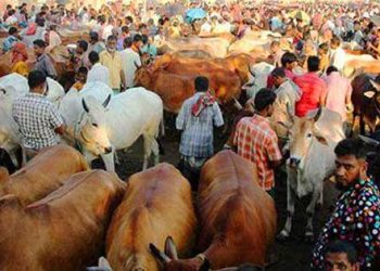 অন্তিম মুহূর্তে জমে উঠেছে খুলনার কোরবানি পশুর হাট! 