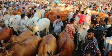অন্তিম মুহূর্তে জমে উঠেছে খুলনার কোরবানি পশুর হাট! 