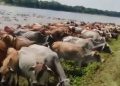 সীমান্তের চোরা পথে ঢুকছে ভারতীয় গরু দুশ্চিন্তায় দেশের খামারিরা !