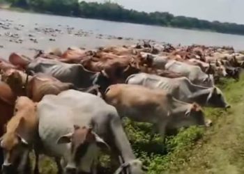 সীমান্তের চোরা পথে ঢুকছে ভারতীয় গরু দুশ্চিন্তায় দেশের খামারিরা ! 