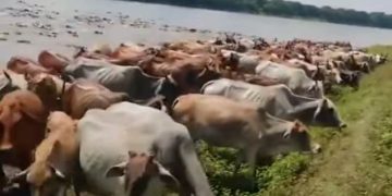 সীমান্তের চোরা পথে ঢুকছে ভারতীয় গরু দুশ্চিন্তায় দেশের খামারিরা ! 