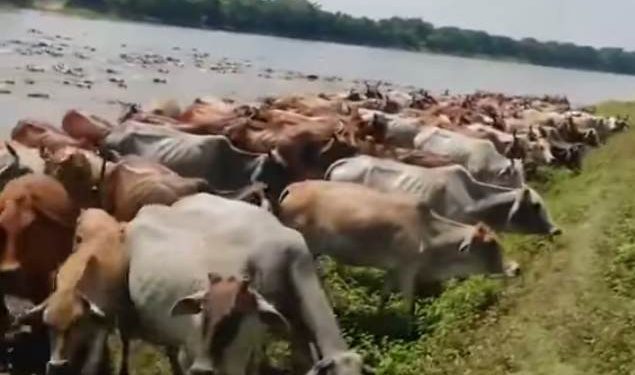 সীমান্তের চোরা পথে ঢুকছে ভারতীয় গরু দুশ্চিন্তায় দেশের খামারিরা !
