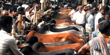 রৌমারী ও কর্ত্তিমারী হাটে অতিরিক্ত টোল আদায়ে ক্রেতা বিক্রেতা বিপাকে।