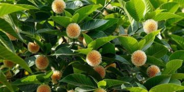 ষড়ঋতুর বাংলার প্রকৃতিতে হেসে উঠেছে বর্ষাদূত ‘কদম ফুল।