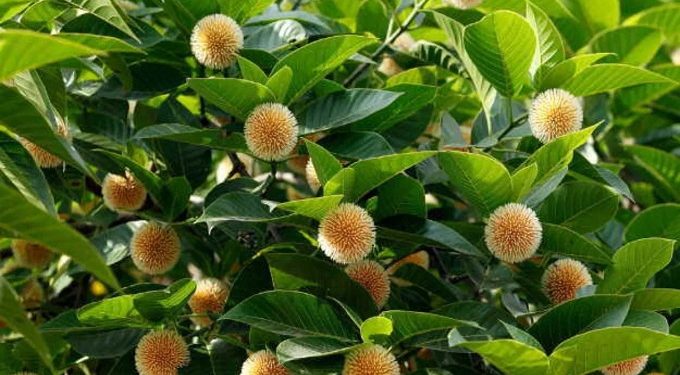 ষড়ঋতুর বাংলার প্রকৃতিতে হেসে উঠেছে বর্ষাদূত ‘কদম ফুল।