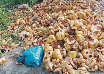 যত্রতত্র তালের খোঁসা;বাড়ছে ডেঙ্গু বিস্তারের শঙ্কা।