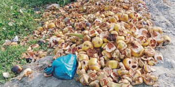 যত্রতত্র তালের খোঁসা;বাড়ছে ডেঙ্গু বিস্তারের শঙ্কা।