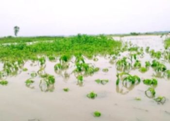 যমুনার পানিতে তলিয়ে গেছে হাজারো হেক্টর জমির ফসল।