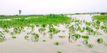 যমুনার পানিতে তলিয়ে গেছে হাজারো হেক্টর জমির ফসল।