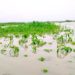 যমুনার পানিতে তলিয়ে গেছে হাজারো হেক্টর জমির ফসল।