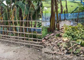 বাগেরহাটের কচুয়া জোরপূর্বক কৃষকের জমি দখল।