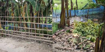 বাগেরহাটের কচুয়া জোরপূর্বক কৃষকের জমি দখল।