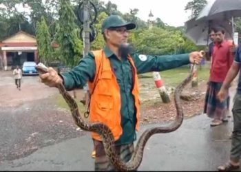 বাগেরহাটে মোরেলগঞ্জে লোকালয় থেকে ৮ ফুট লম্বা অজগর উদ্ধার, সুন্দরবনে অবমুক্ত।