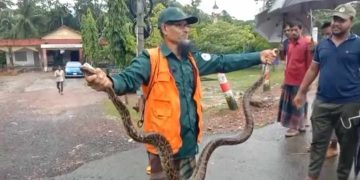 বাগেরহাটে মোরেলগঞ্জে লোকালয় থেকে ৮ ফুট লম্বা অজগর উদ্ধার, সুন্দরবনে অবমুক্ত।