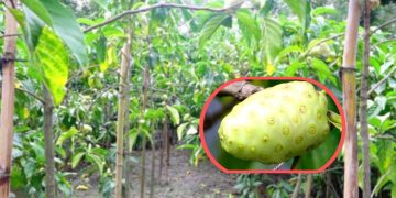 মহৌষধি ননী ফল বাণিজ্যিকভাবে চাষ হচ্ছে টাঙ্গাইলে।