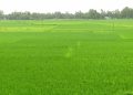 রৌমারীতে দিগন্তজুড়ে রোপা আমন ফসলের চাষ।